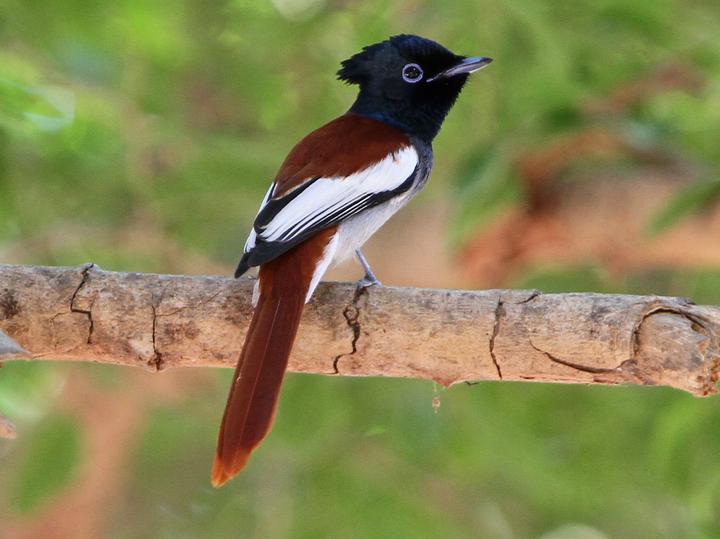 African Paradise Flycatcher
