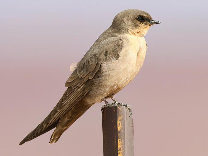 Large Rock Martin