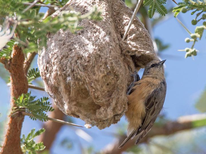 Grey Penduline Tit