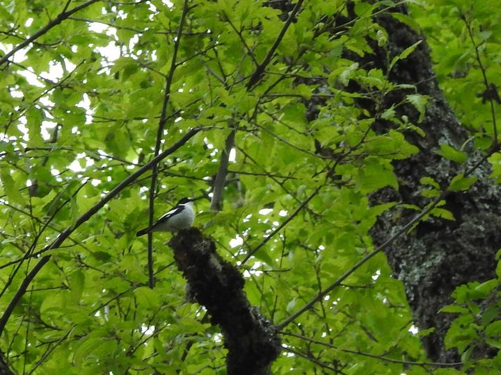 Atlas Pied Flycatcher
