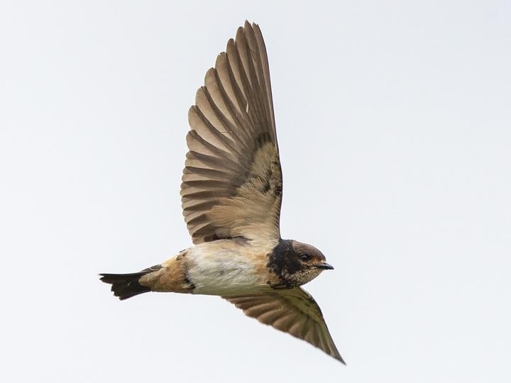 South African Cliff Swallow