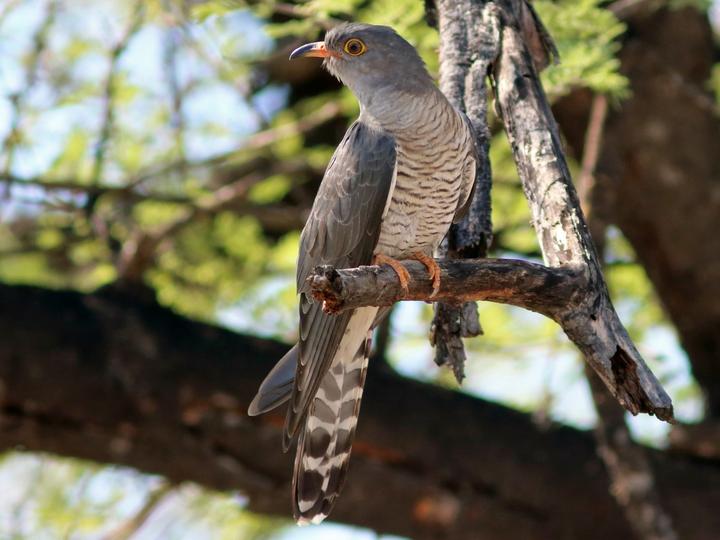 African Cuckoo