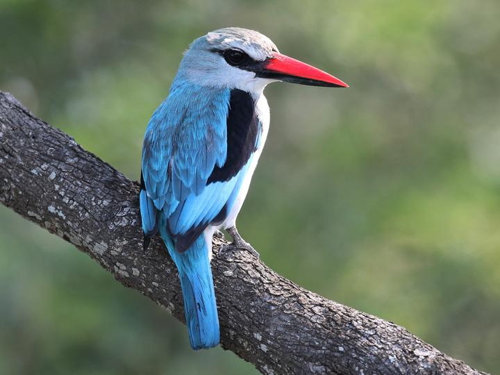 Woodland Kingfisher