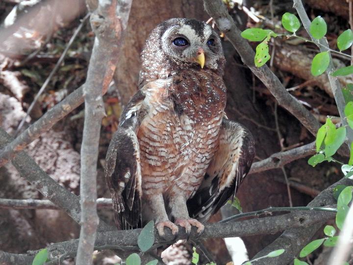 African Wood Owl