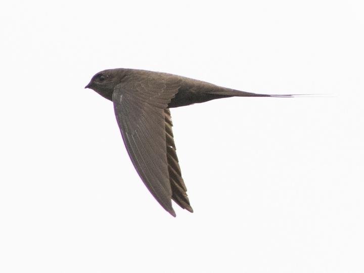 African Palm Swift