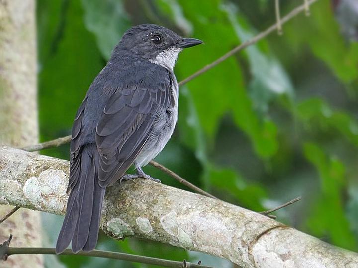 Fraser's Forest Flycatcher