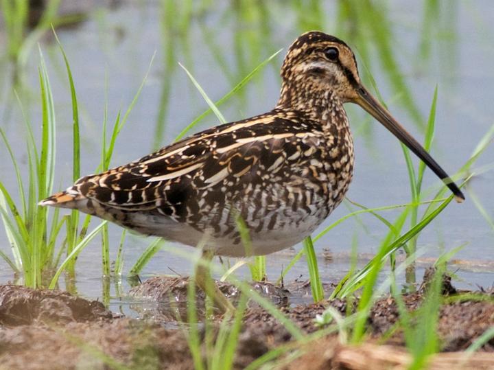 African Snipe