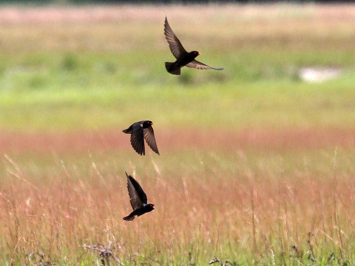 African River Martin
