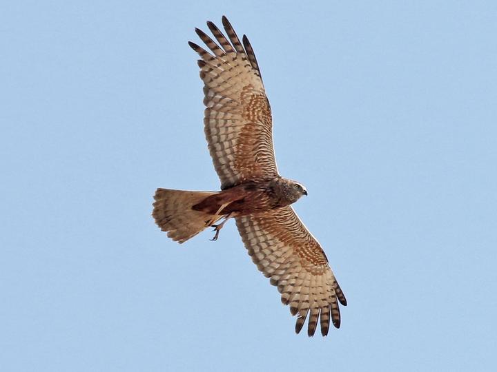 African Marsh Harrier