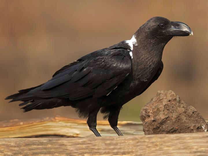White-necked Raven