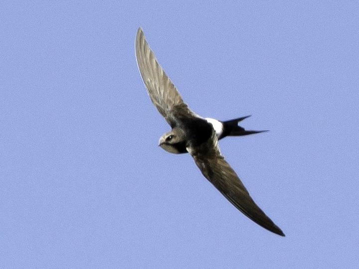 White-rumped Swift