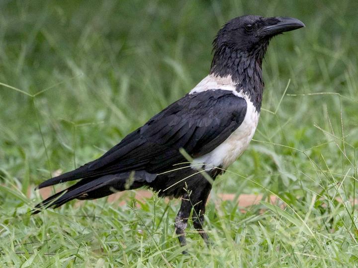 Pied Crow