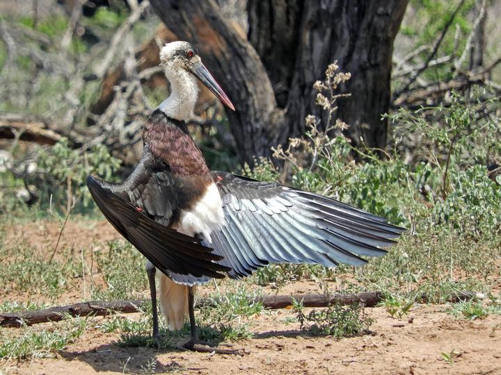 African Woolly-necked Stork