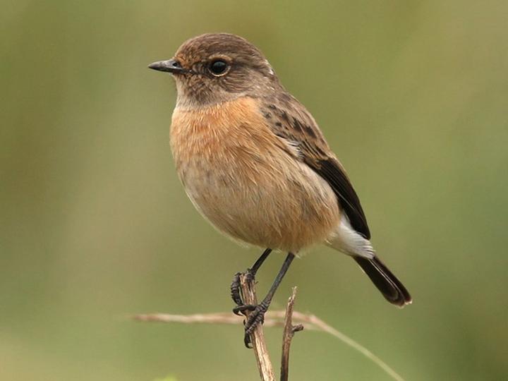 African Stonechat