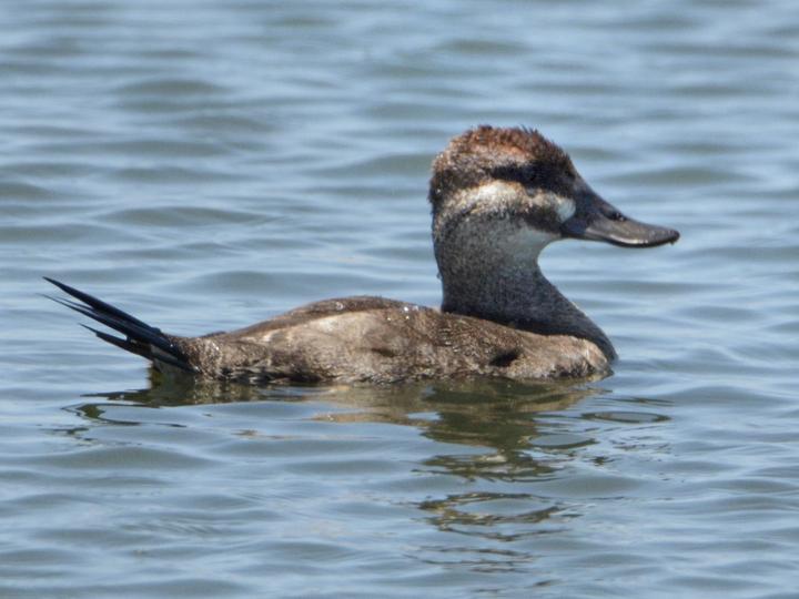 Maccoa Duck