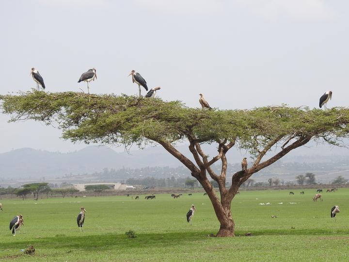 Marabou Stork
