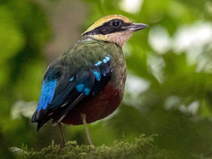 Green-breasted Pitta