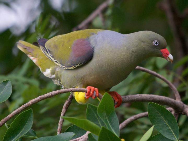 African Green Pigeon