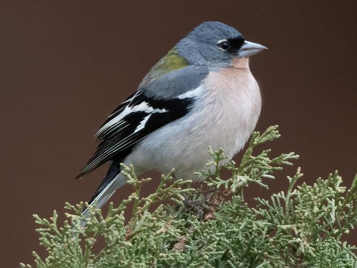African Chaffinch