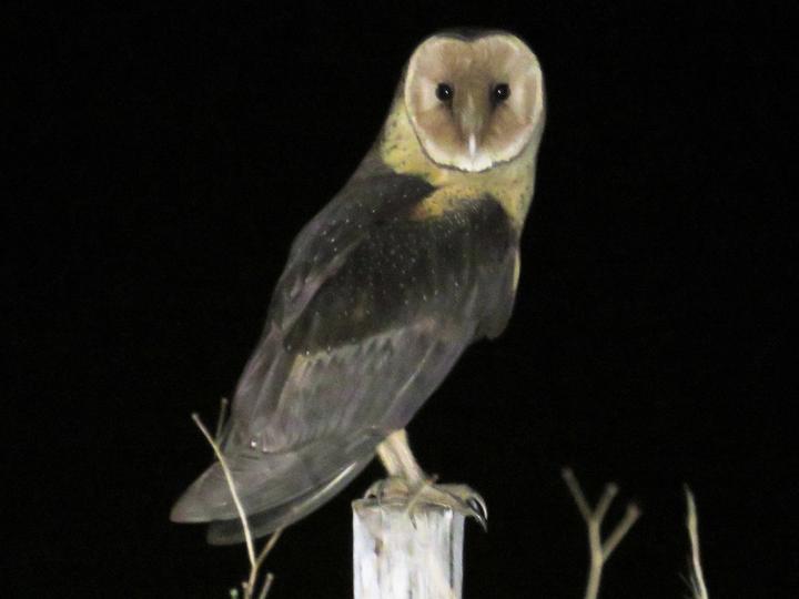 African Grass Owl