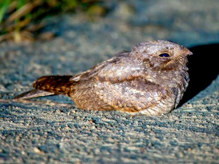 Brown Nightjar