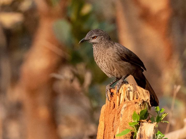 Brown Babbler