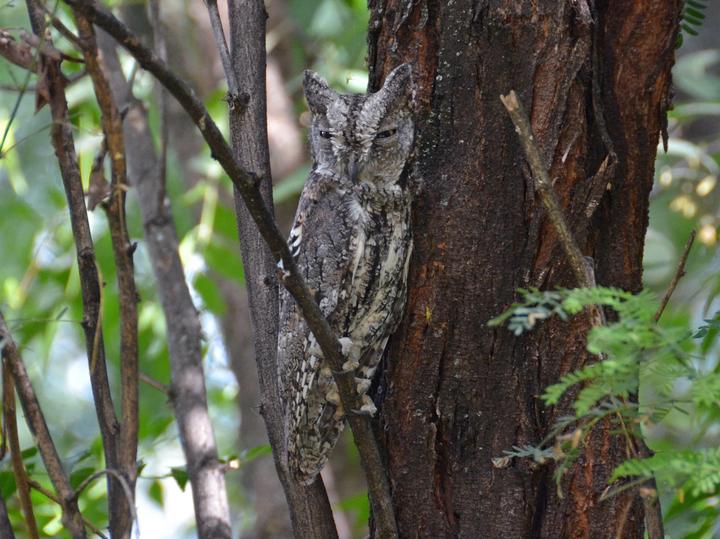 African Scops Owl