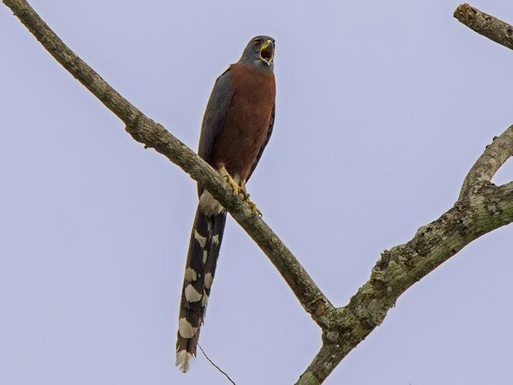 非洲长尾鹰