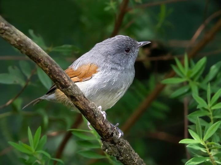 African Hill Babbler