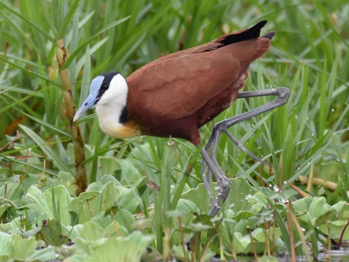 African Jacana
