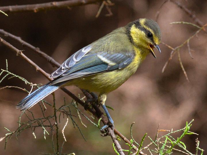 African Blue Tit