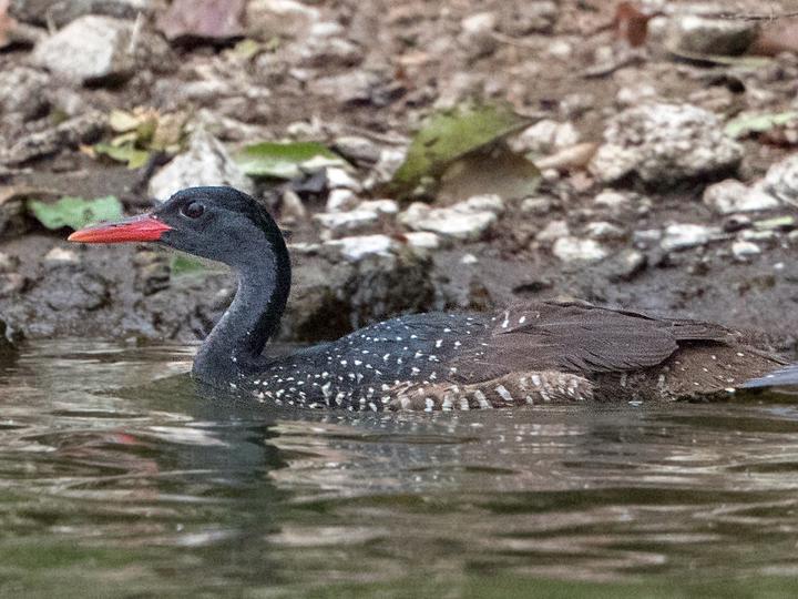 African Finfoot