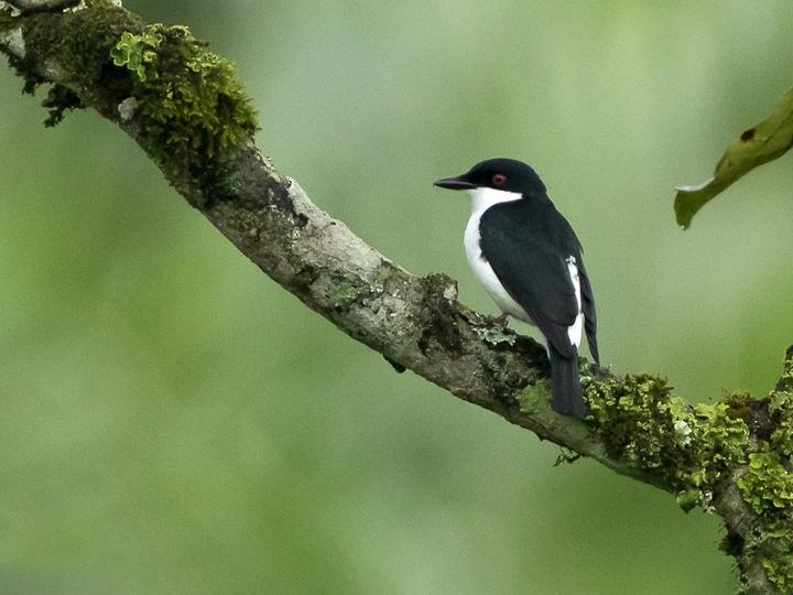 African Shrike-flycatcher