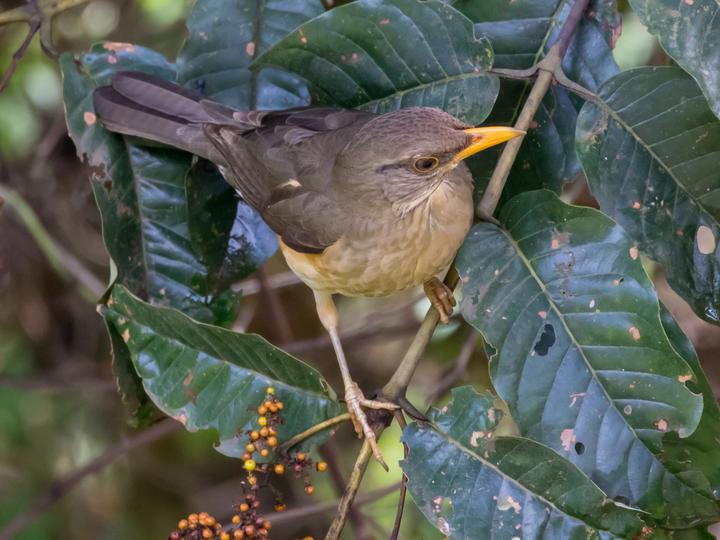 African Thrush