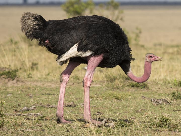 Common Ostrich