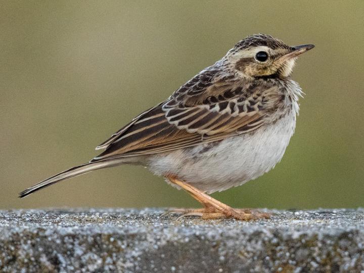 African Pipit