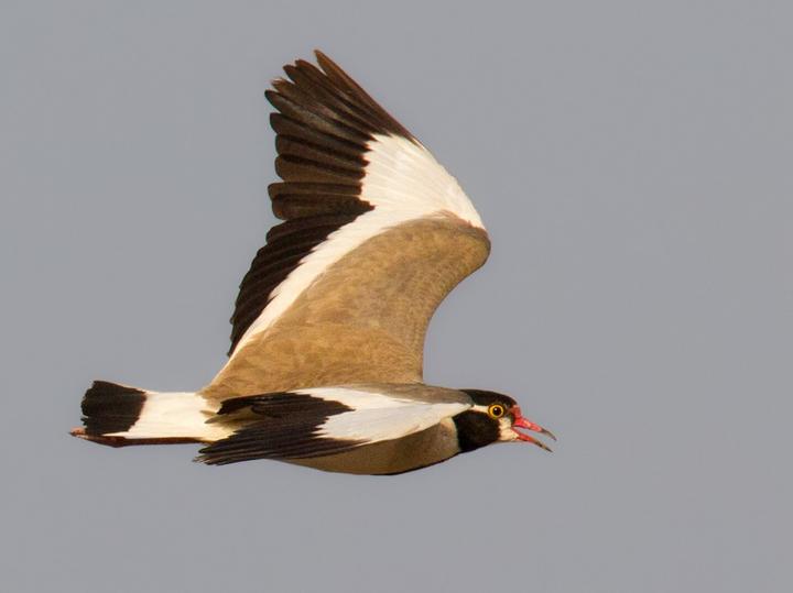 Black-headed Lapwing