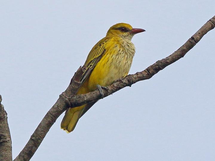 African Golden Oriole
