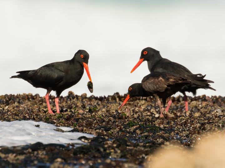 African Oystercatcher