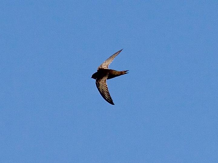 African Black Swift