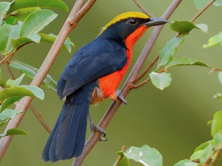 Yellow-crowned Gonolek