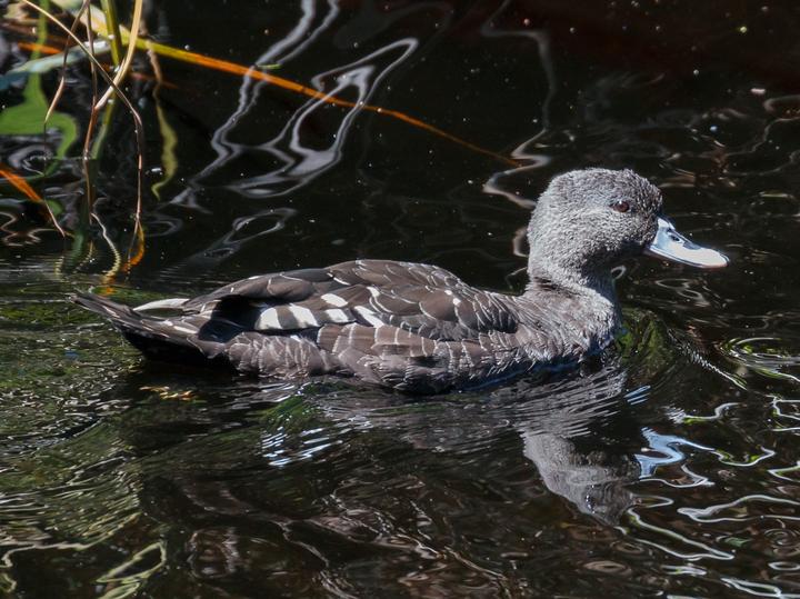African Black Duck