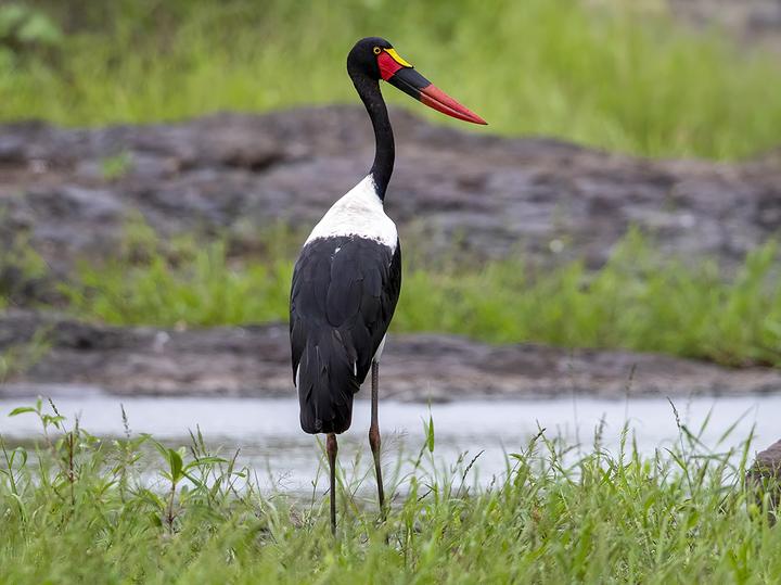 Saddle-billed Stork