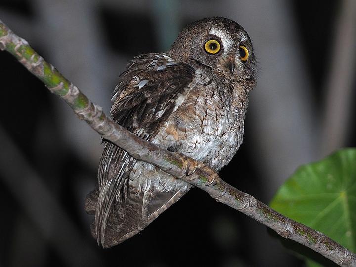 Wetar Scops Owl