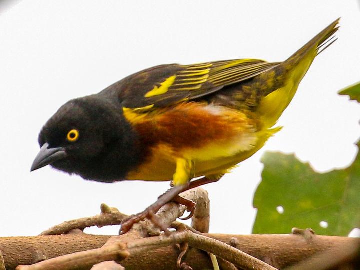 Weyns's Weaver