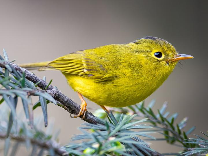 Whistler's Warbler