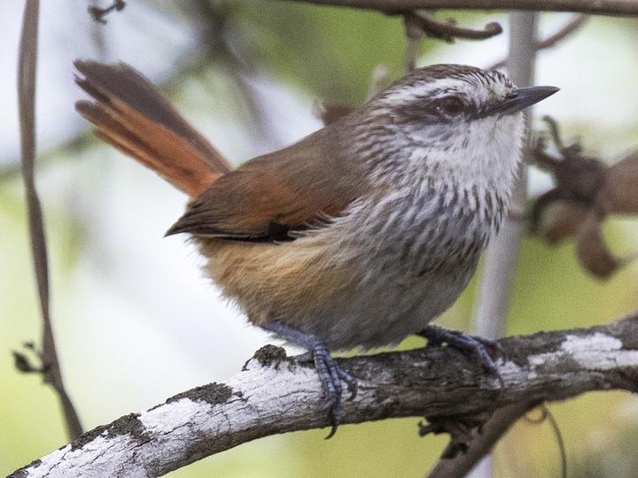 Necklaced Spinetail