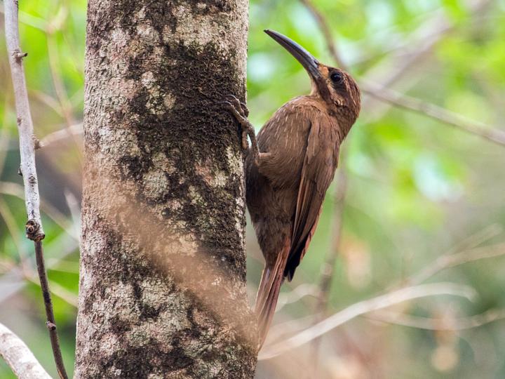 Moustached Woodcreeper