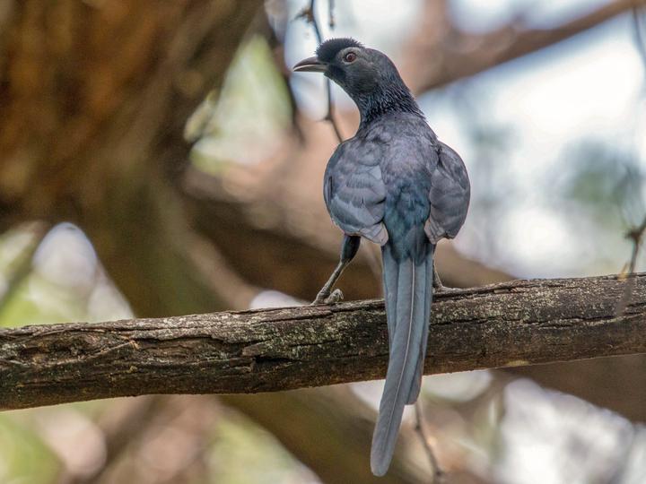 Bristle-crowned Starling