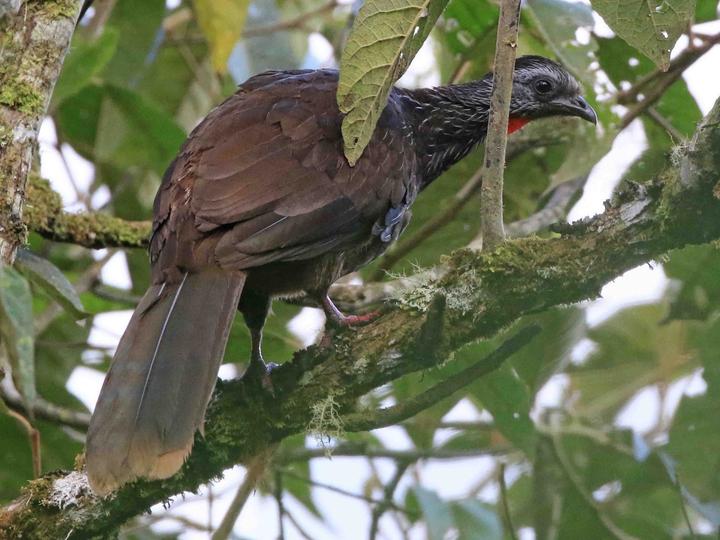 Bearded Guan